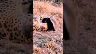 leopard vs honey badger  fight animals wildlife leopard honeybadger [upl. by Nesral762]