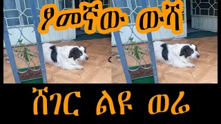 ፆመኛው ውሻ  Sheger FM Liyu Were [upl. by Lady]