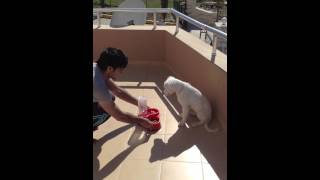 Dogo argantino 4 months old puppy trainingcesar millan in yolunda [upl. by Australia700]