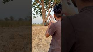 Chappal laya kabuter😱🕊️👀pigeon birdslover shortsfeed youtubeshorts viralvideo 🙏 [upl. by Aynas90]