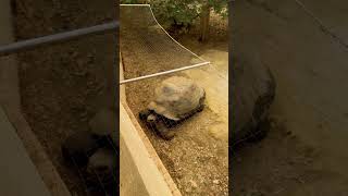 The Galapagos giant tortoise London zoo [upl. by Nalced341]