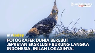 Puluhan Fotografer Berburu Foto Burung Langka di Lereng Gunung Semeru Lumajang  NTV TODAY [upl. by Everrs631]