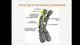 Structure of Mitotic Metaphase chromosome [upl. by Aurie]