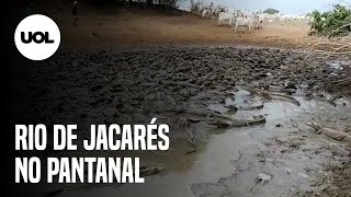 Seca cria rio de jacarés em fazenda no Pantanal [upl. by Sergeant]