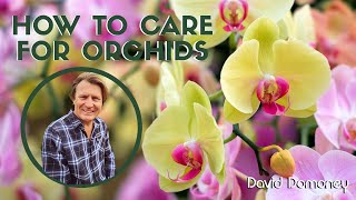 How to care for and breed orchids amp keikis with David Domoney [upl. by Mcgannon]