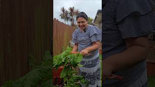 Red Silverbeet Harvest vegetables harvest garden shorts [upl. by Toile]