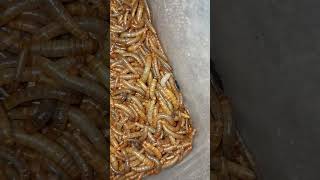 Mealworm mealwormfarming insects mealworms food birdfood birdfeed Mealwormfarming007 [upl. by Schubert865]