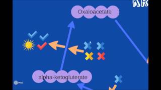 AEROBIC RESPIRATION  ALEVEL REVISION [upl. by Zolner]