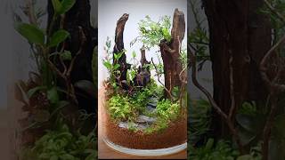 Closed terrarium with aquatic plants [upl. by Aikcin]