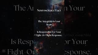 The Amygdala In Your Brain Is Responsible For Your FightOrFlight Response [upl. by Crespo]