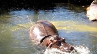 Hippo splatters explosive diarrhea everywhere 2  Extreme Hippo Poop [upl. by Calida832]