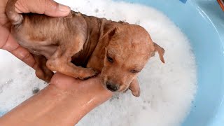 Wash my puppy to remove lice and make his body smell good [upl. by Earlie]