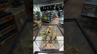 POV Bioactive Dart Frog Build reptileshop tucson bioactive livingvivarium dartfrogs asmr [upl. by Ettari]