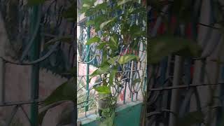 Flower Tree Collection In Nursery  Flower Plants Price In Bangladesh [upl. by Sammy502]