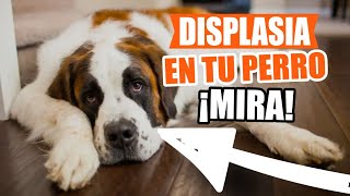 DISPLASIA de CADERA en PERROS 🐶👇Síntomas Causas Tratamientos [upl. by Kassie]