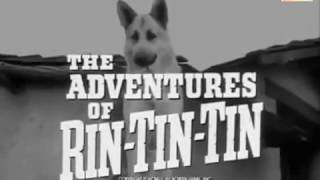 The Adventures of Rin Tin Tinران تان تان و روستي [upl. by Teage]