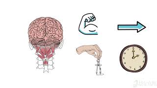 Spinal function [upl. by Nyleve]