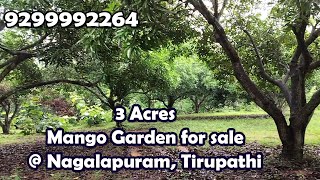 3 Acres Mango Garden for sale  Nagalapuram Tirupathi [upl. by Etep]