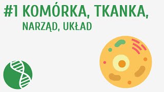 Komórka tkanka narząd układ 1  Homeostaza [upl. by Theodore899]