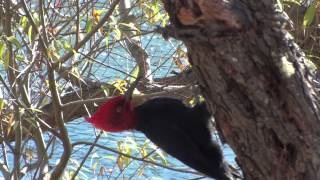 Pajaro Carpintero picotea y canta en Nire de Puerto Lussich [upl. by Iasi]