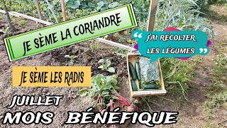 COMMENT SEMER LA CORIANDRE EN JUILLET AU POTAGER [upl. by Siletotsira]