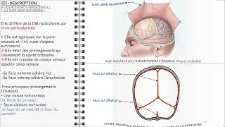 ANATOMIE FMPM MÉNINGES [upl. by Peregrine]