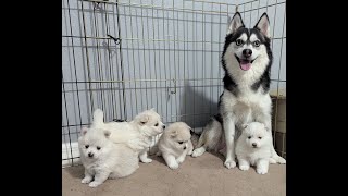 Pomsky Puppies [upl. by Mayhew]