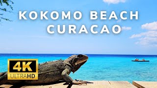 Curacao  4K  Kokomo Beach  Beachwalk  Hungry iguana [upl. by Nessi]