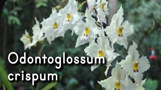 Orquídea Odontoglossum crispum [upl. by Yenaj]