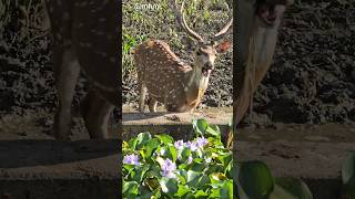 Nungsibna Loire Matouse🥰Manipur Zoo youtubeshorts shorts Manipurihomemaker [upl. by Jasmin]