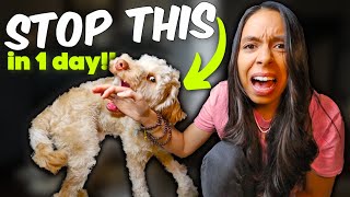 PUPPY BITING STOPPED in ONE day 🙌 Aggressive puppy biting tips that actually work [upl. by Asial]