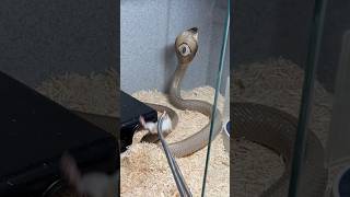 Feeding COBRAS shorts [upl. by Bryon]