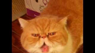 Exotic Shorthair Cat Meowing [upl. by Aitnahc]