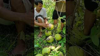 coconut cutting skill straight from the tree shortvideo [upl. by Susanetta]