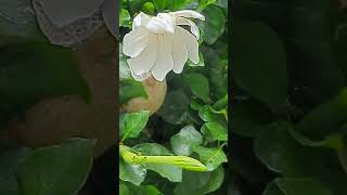 September 10 2023 gardenia thunbergia San Diego zoo 🌞 [upl. by Bay]