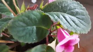 my pink Sinningia plant has flowers [upl. by Patsy486]