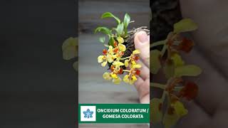 ONCIDIUM COLORATUM  GOMESA COLORATA [upl. by Ovatsug]