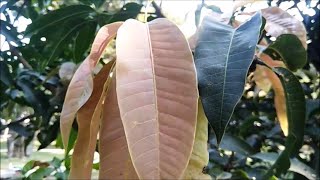 Mango Tree  Mangifera indica  Evergreen Fruit Tree [upl. by Fabozzi354]