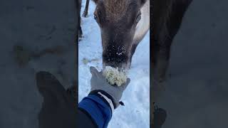 Feeding reindeer at Nutti Sámi Siida in Jukkasjärvi Sweden [upl. by Tews]