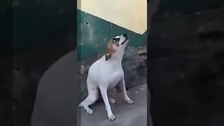 o cachorrinho caramelo meme [upl. by Otsuaf]