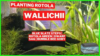 Planting Rotala Wallichii  3 Gallon Slate Staircase Aquascape  Planted Aquarium [upl. by Vescuso]