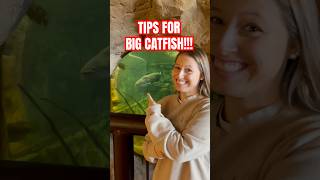 BIG CATFISH TIPS fishing fish fishingvideo quickcatchandrelease fishonmyfriends wildlife [upl. by Paulo]