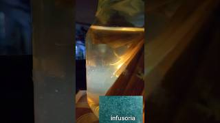 💢😍infusoria culture ready aagiduchu🥳⁉️infusoria culture without starter process successshort [upl. by Aneras]