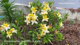 Rhododendrons in the northern Urals [upl. by Aicirtan69]