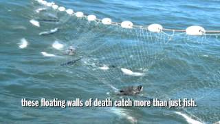 Gillnets in North Carolina [upl. by Otit561]