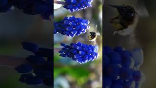 🌾☆⁴•² Grape Hyacinth Genus Muscari in Asparagus Family Asparagaceae¹ [upl. by Algernon]