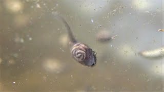 Spring Peeper Tadpoles  guts and pooping  with Salamander Embryos [upl. by Ericksen124]