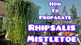 How To Propagate Rhipsalis Mistletoe [upl. by Araid825]