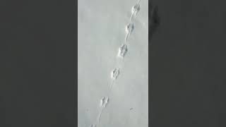 Animal footprints in the snow snow footprints animals fyp shorts winter [upl. by Aecila]