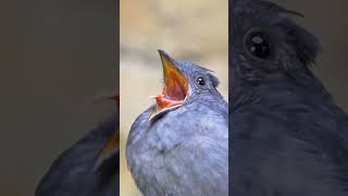 Sound of Alarm 🚨⏰Amezing sound 🐦🐦🌳🐦🌳🍀💚Bird sound birds sound amezing youtubeshorts nature [upl. by Nahtaoj]